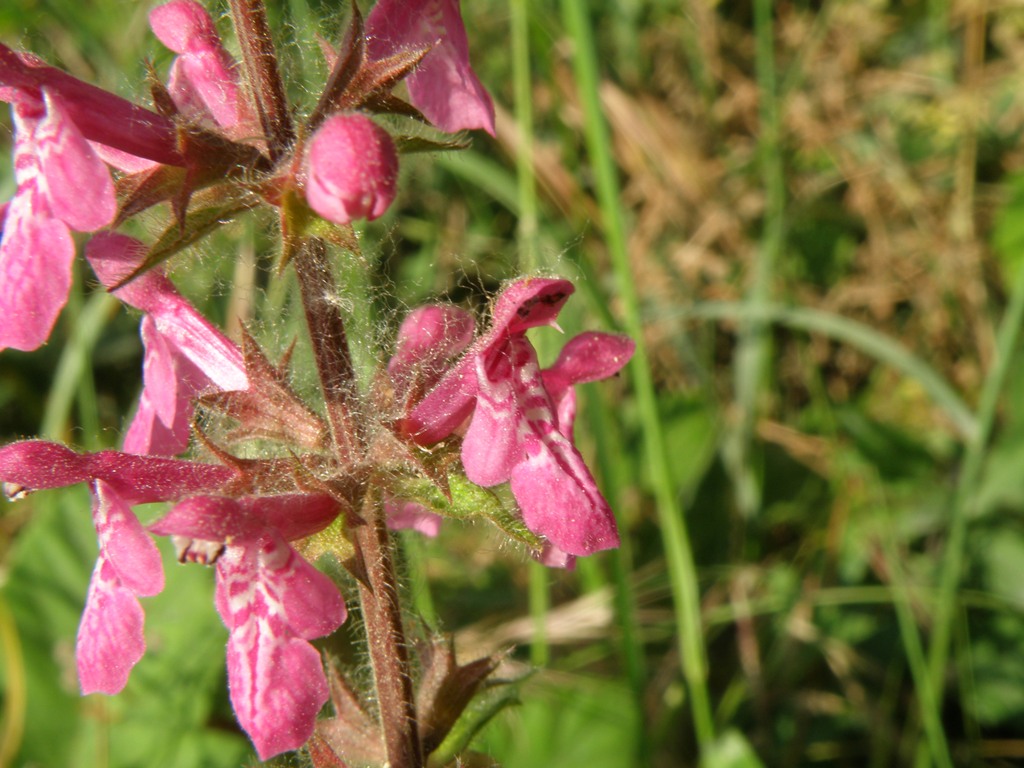 Stachys sylvatica