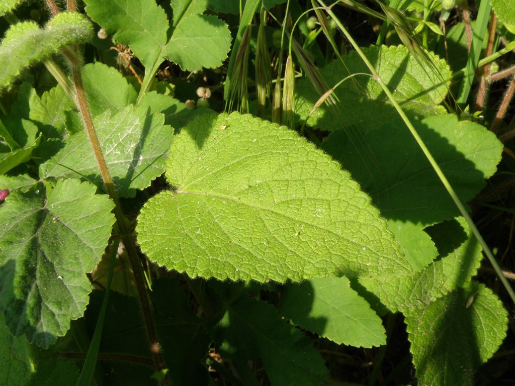 Stachys sylvatica