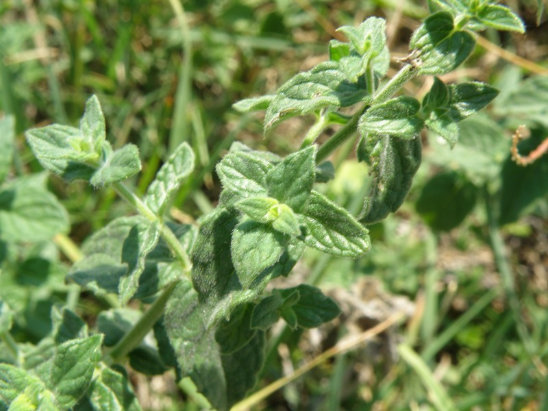 Mentha cfr. suaveolens