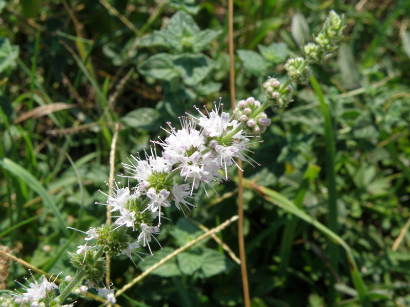 Mentha cfr. suaveolens