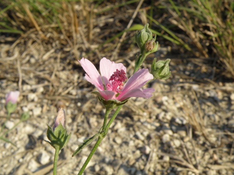 Althaea cannabina