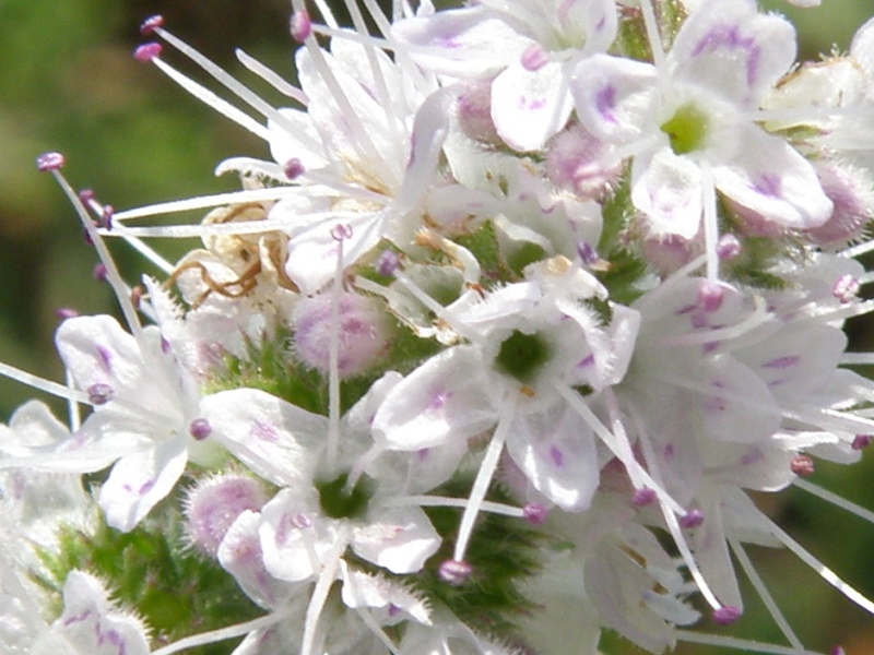 Mentha cfr. suaveolens