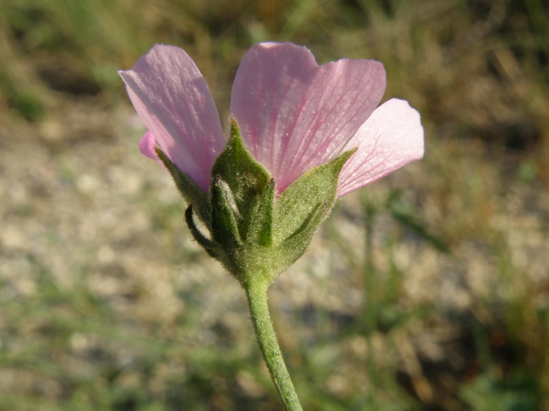 Althaea cannabina