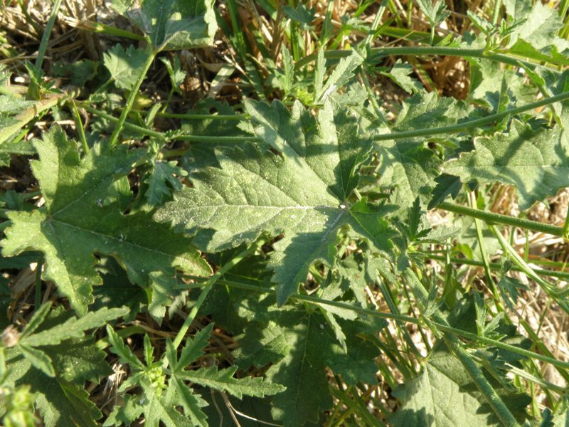 Althaea cannabina