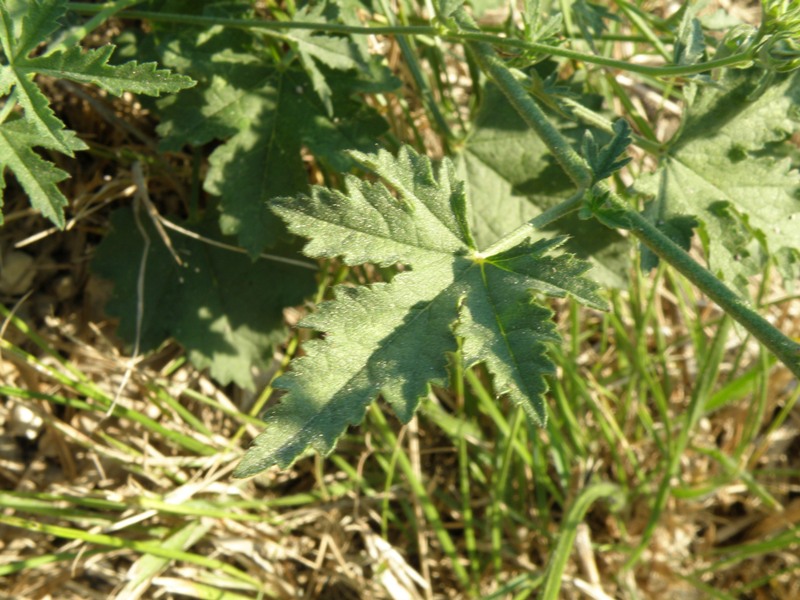 Althaea cannabina