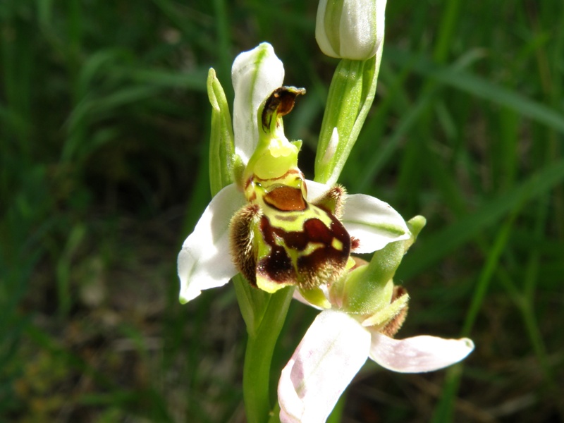 Ophrys da determinare.