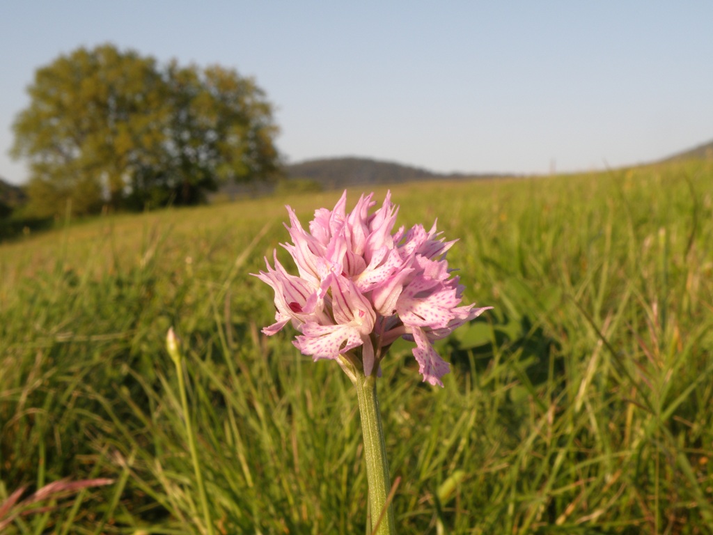 Neotinea tridentata