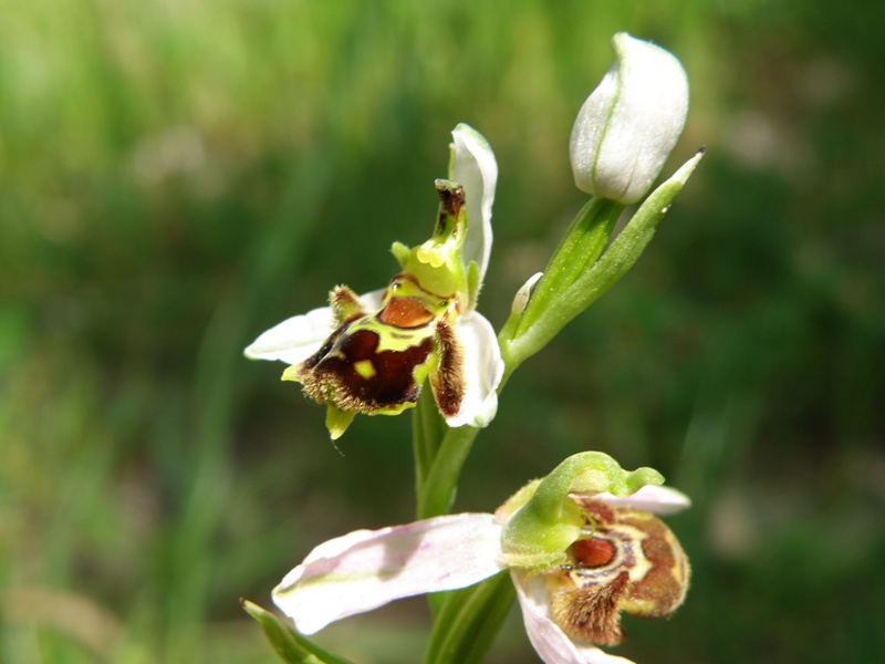 Ophrys da determinare.