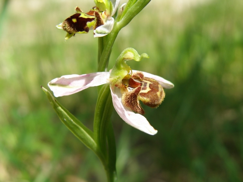 Ophrys da determinare.