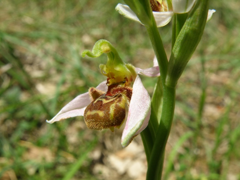 Ophrys da determinare.