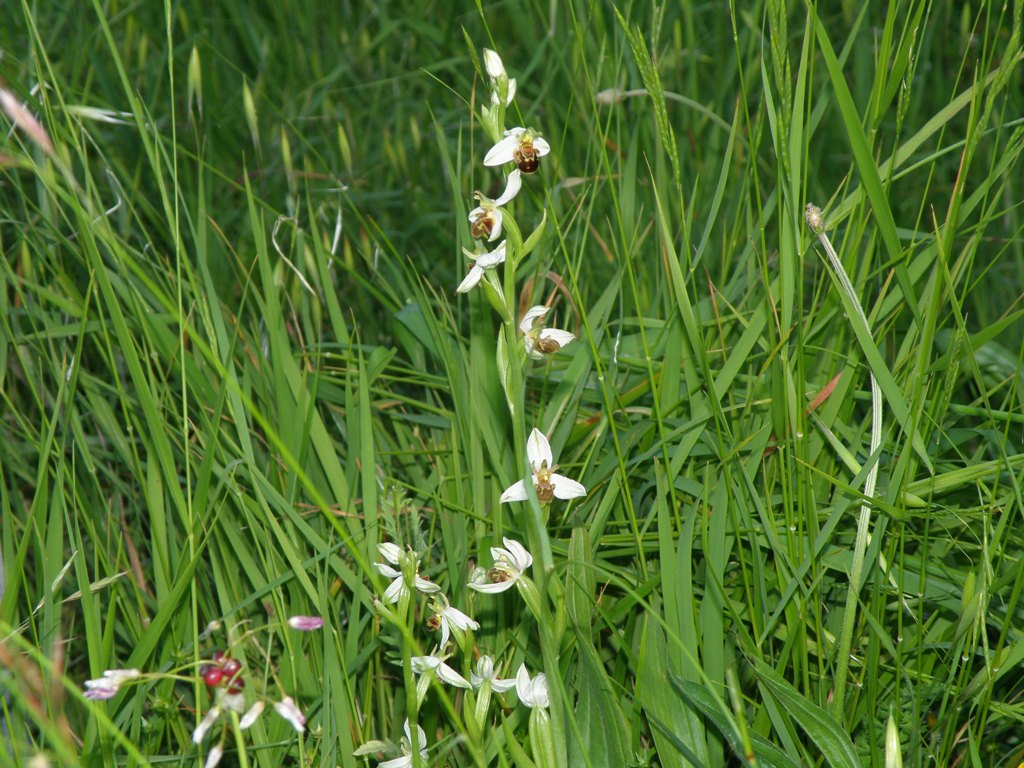 Ophrys da determinare (Ophrys apifera)