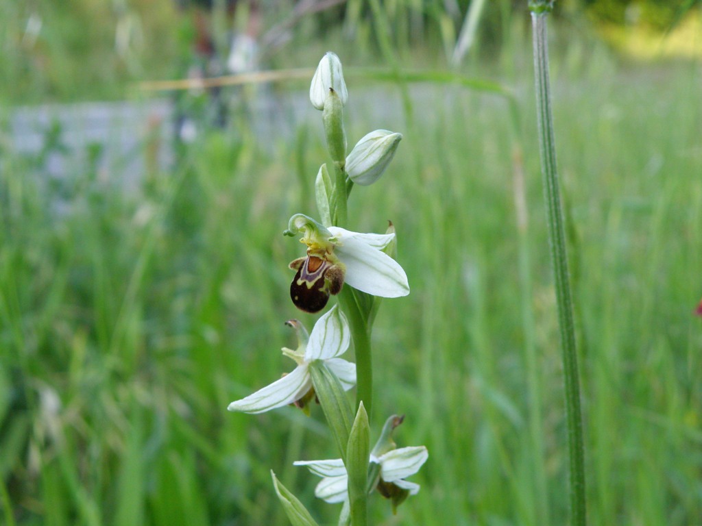 Ophrys da determinare (Ophrys apifera)