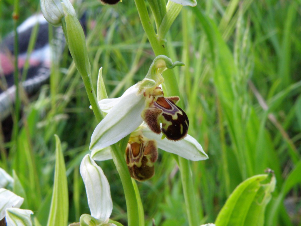 Ophrys da determinare (Ophrys apifera)