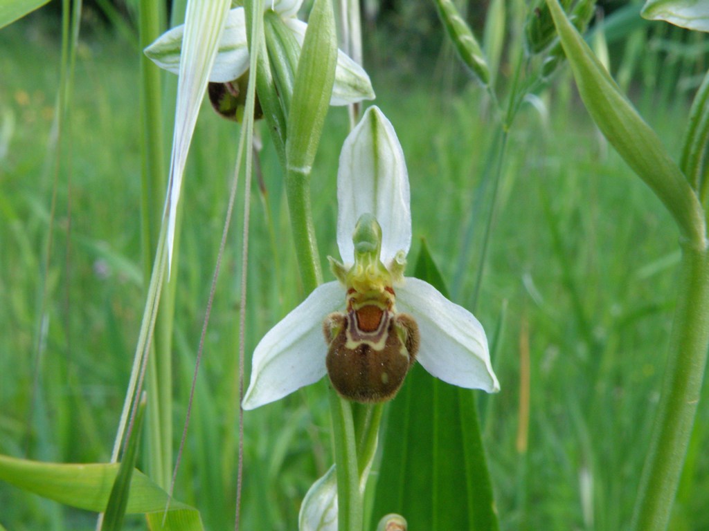 Ophrys da determinare (Ophrys apifera)