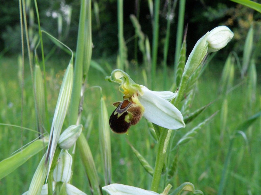 Ophrys da determinare (Ophrys apifera)