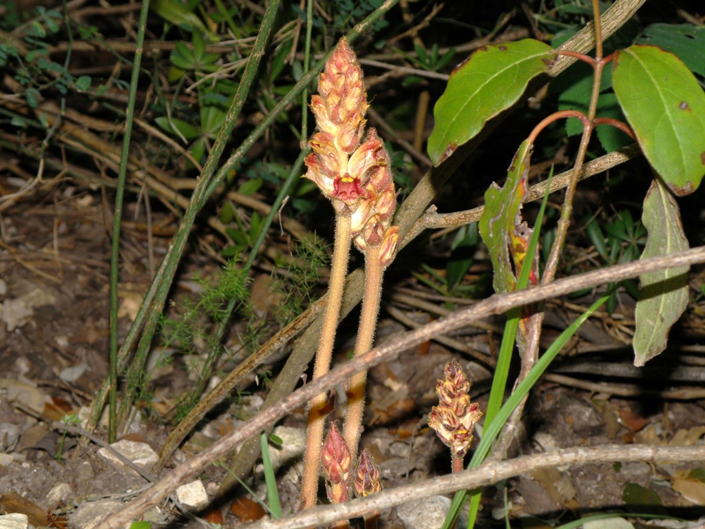 Orobanche sp.  (variegata o gracilis)  (Lamiales - Orobanchaceae)