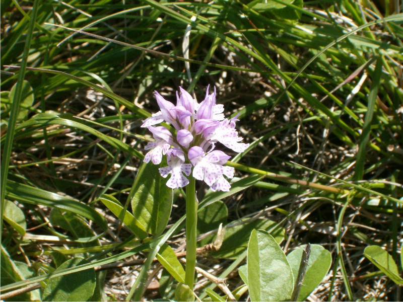 Neotinea tridentata