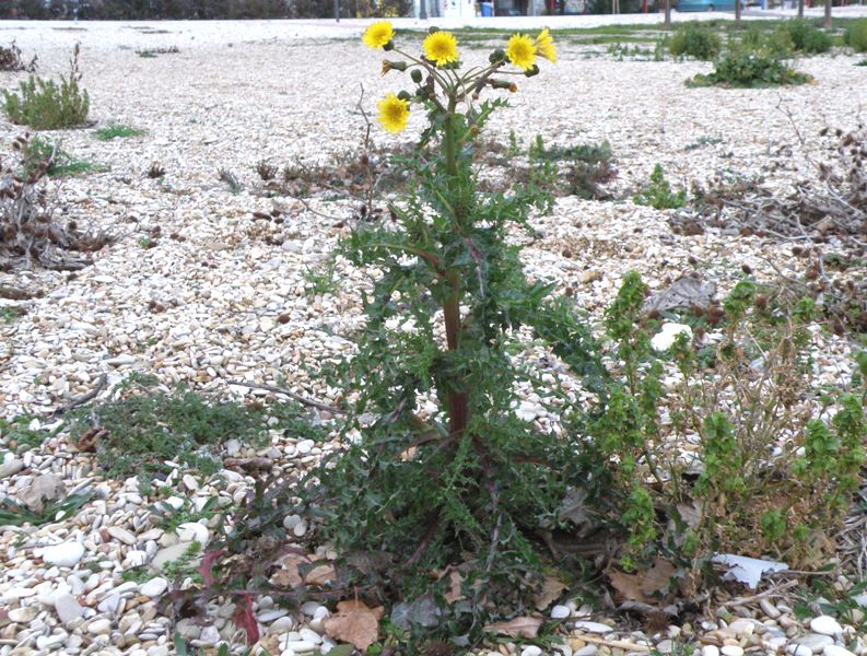 Sonchus asper subsp. glaucescens / Grespino spinoso glauco