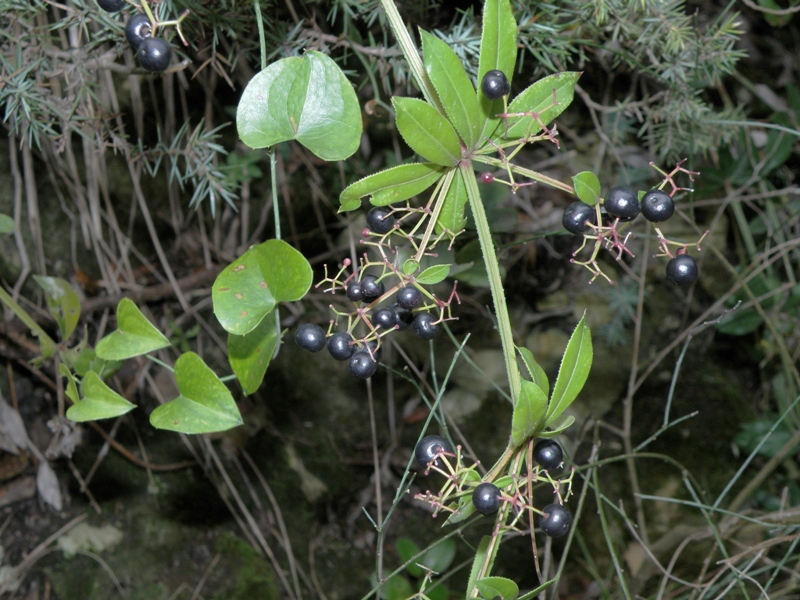 Rubia peregrina