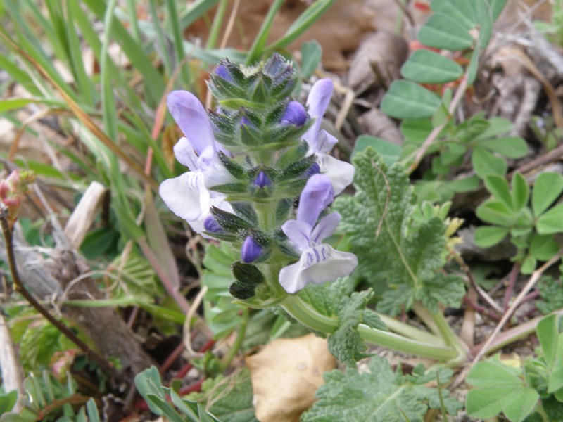 Da determinare - Salvia verbenaca