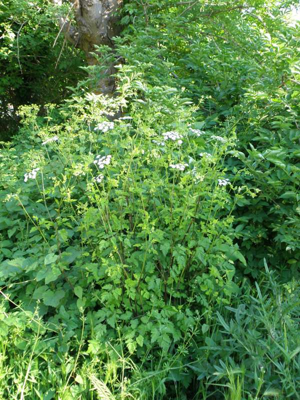 Chaerophyllum temulum / Cerfoglio peloso