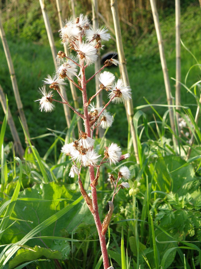 Petasites hybridus