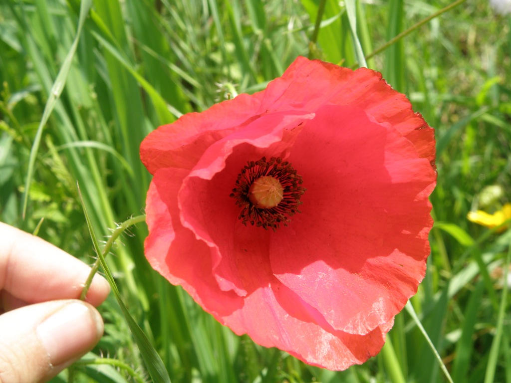 Papaver rhoeas / Papavero comune