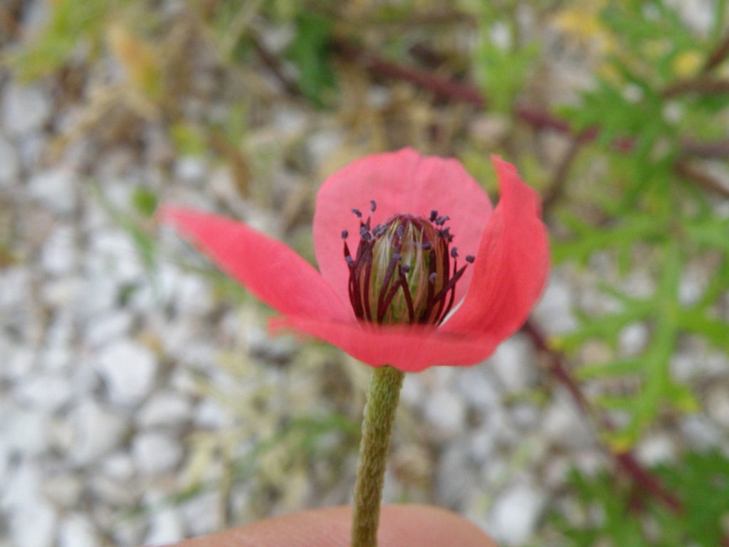 Papaver hybridum / Papavero spinoso