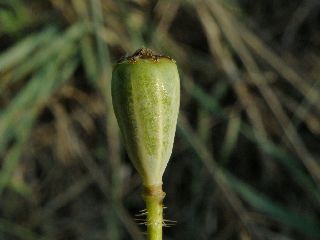 Papaver dubium / Papavero a clava