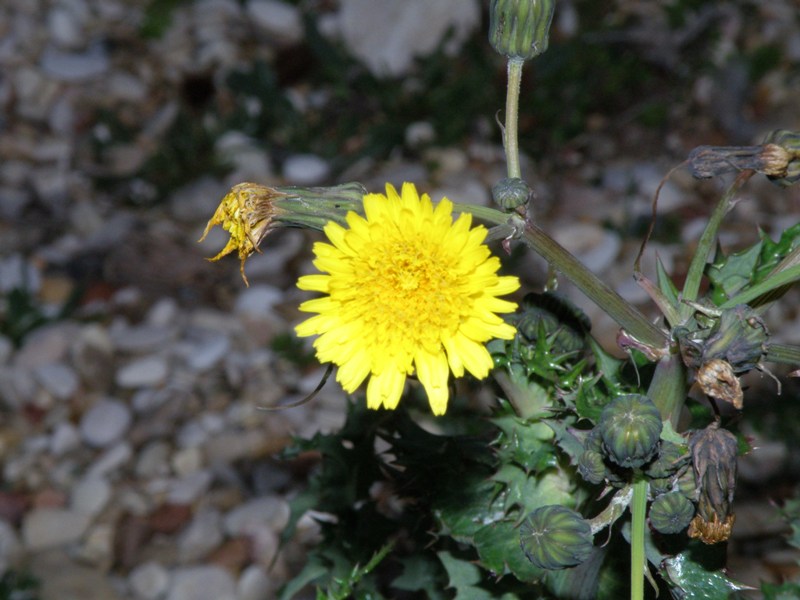 Sonchus asper subsp. glaucescens / Grespino spinoso glauco