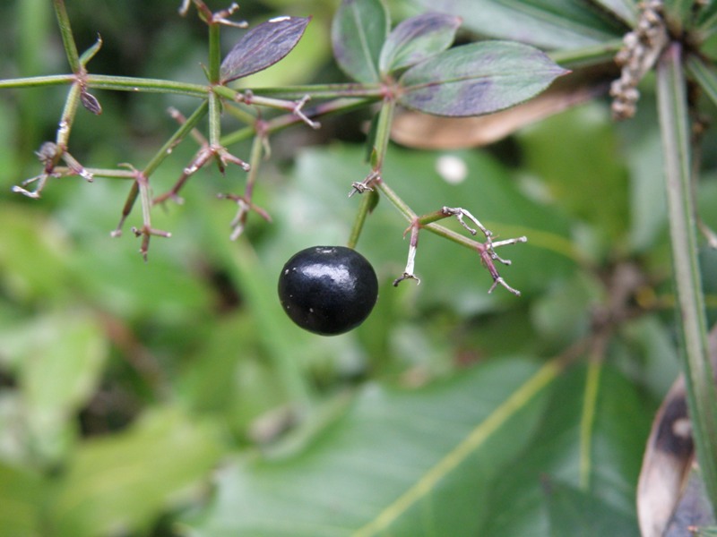 Rubia peregrina