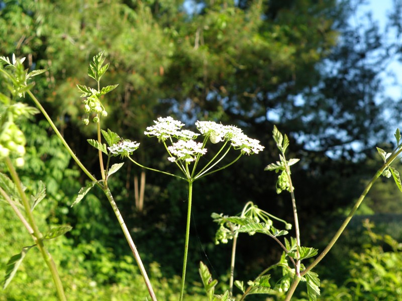 Chaerophyllum temulum / Cerfoglio peloso