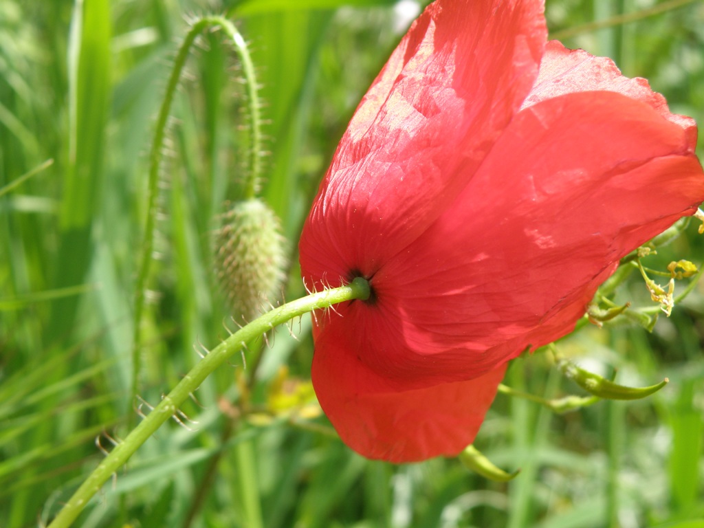 Papaver rhoeas / Papavero comune