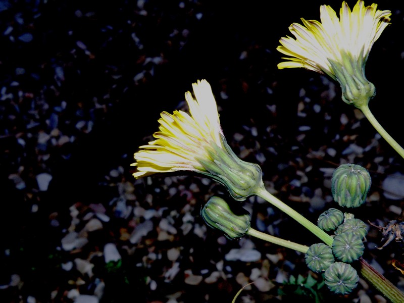 Sonchus asper subsp. glaucescens / Grespino spinoso glauco