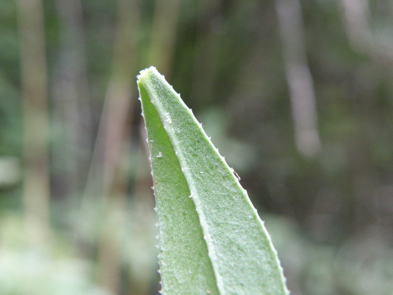 Rubia peregrina