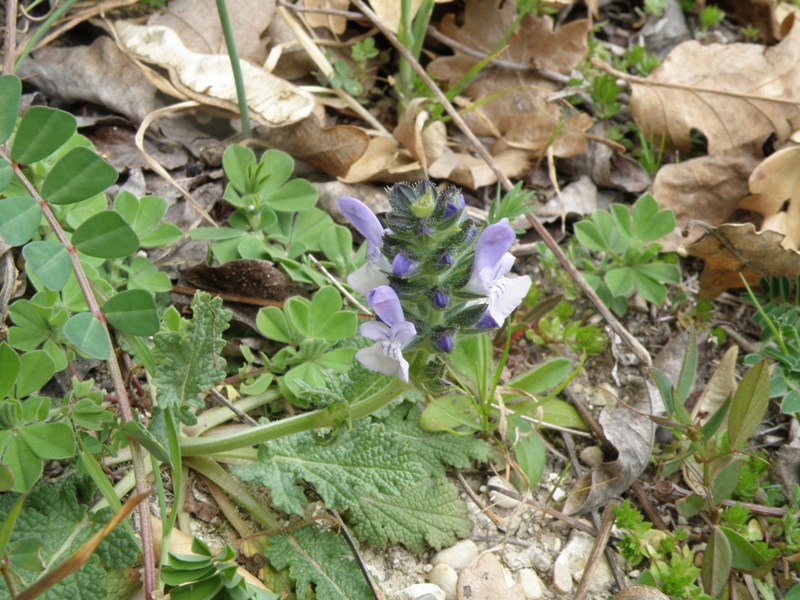 Da determinare - Salvia verbenaca