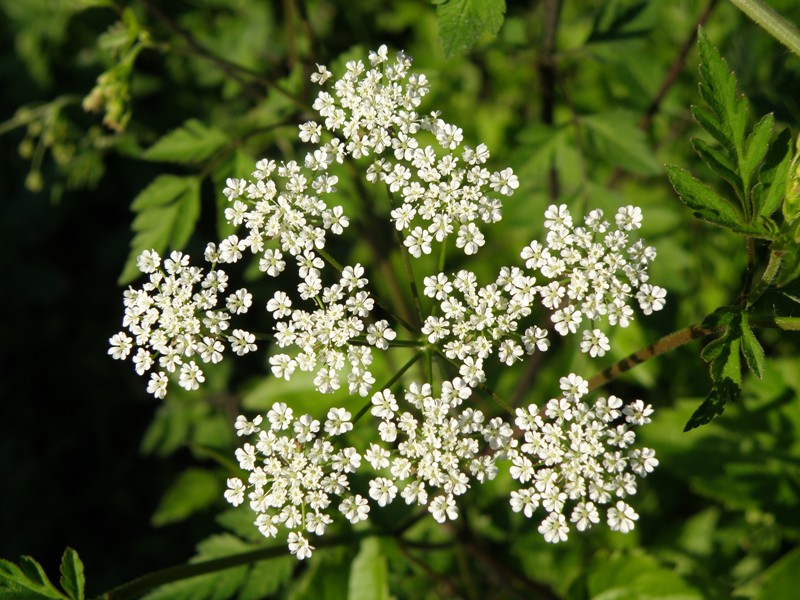 Chaerophyllum temulum / Cerfoglio peloso