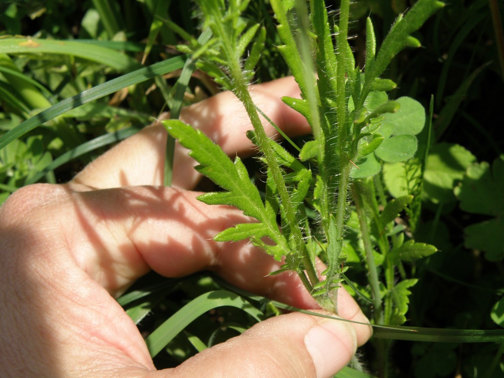 Papaver rhoeas / Papavero comune