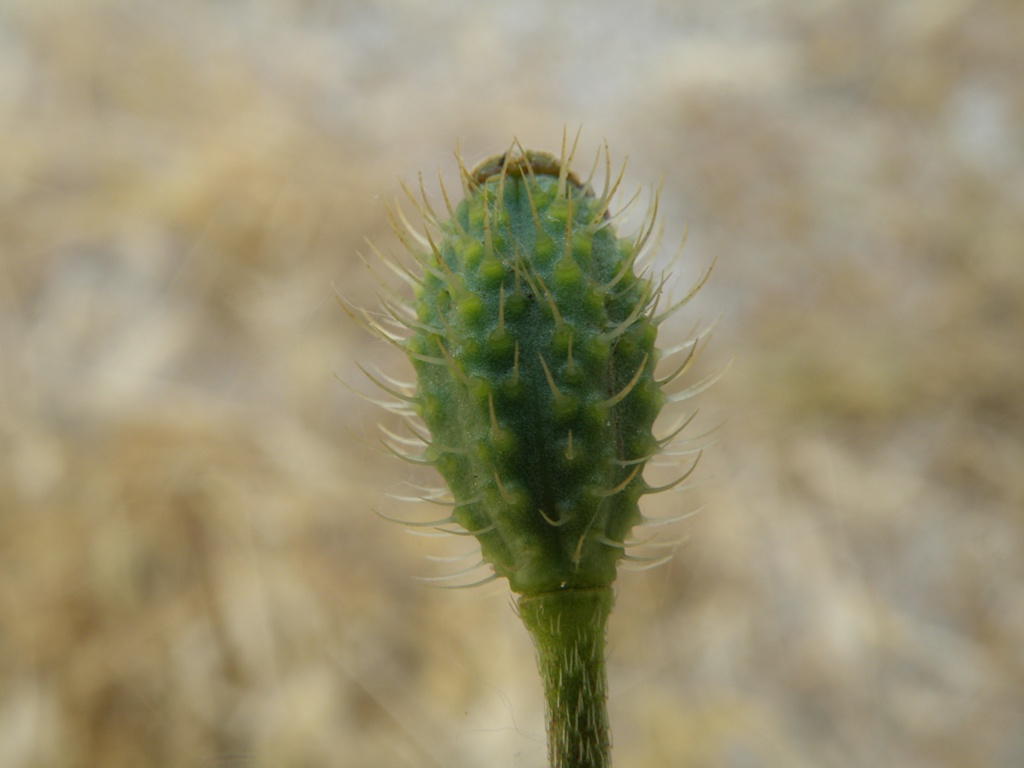 Papaver hybridum / Papavero spinoso