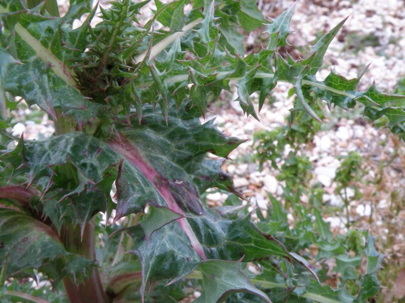 Sonchus asper subsp. glaucescens / Grespino spinoso glauco