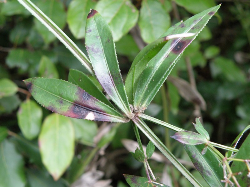 Rubia peregrina