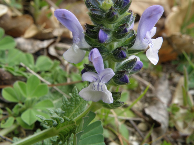 Da determinare - Salvia verbenaca