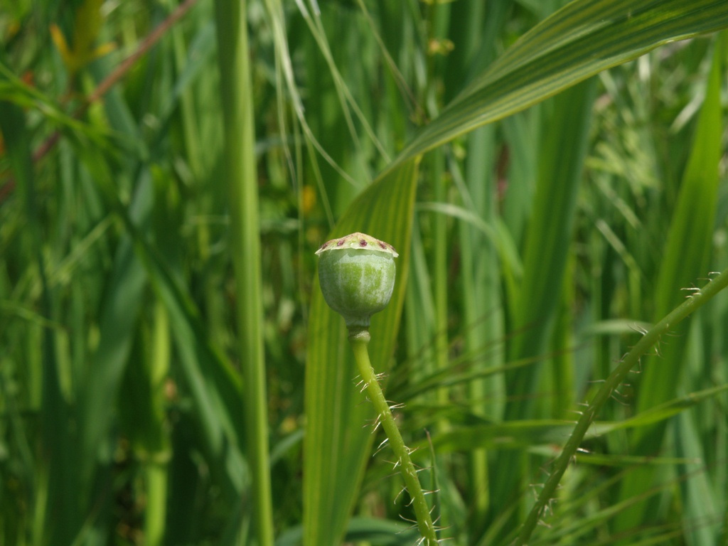 Papaver rhoeas / Papavero comune