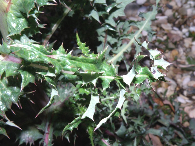 Sonchus asper subsp. glaucescens / Grespino spinoso glauco