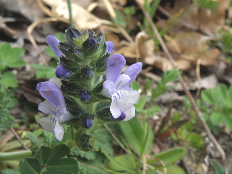 Da determinare - Salvia verbenaca