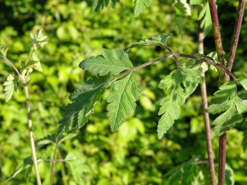 Chaerophyllum temulum / Cerfoglio peloso