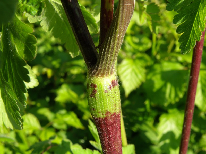 Chaerophyllum temulum / Cerfoglio peloso