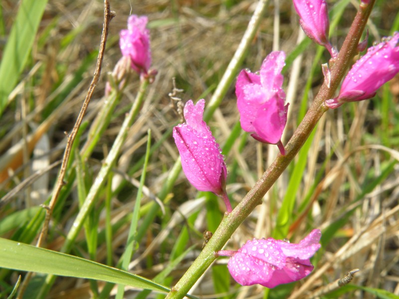 Polygala nicaeensis / Poligala di Nizza