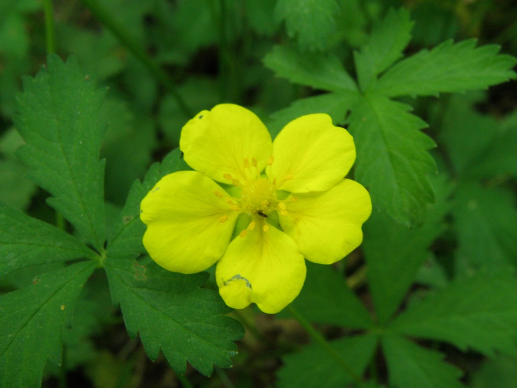 Potentilla reptans