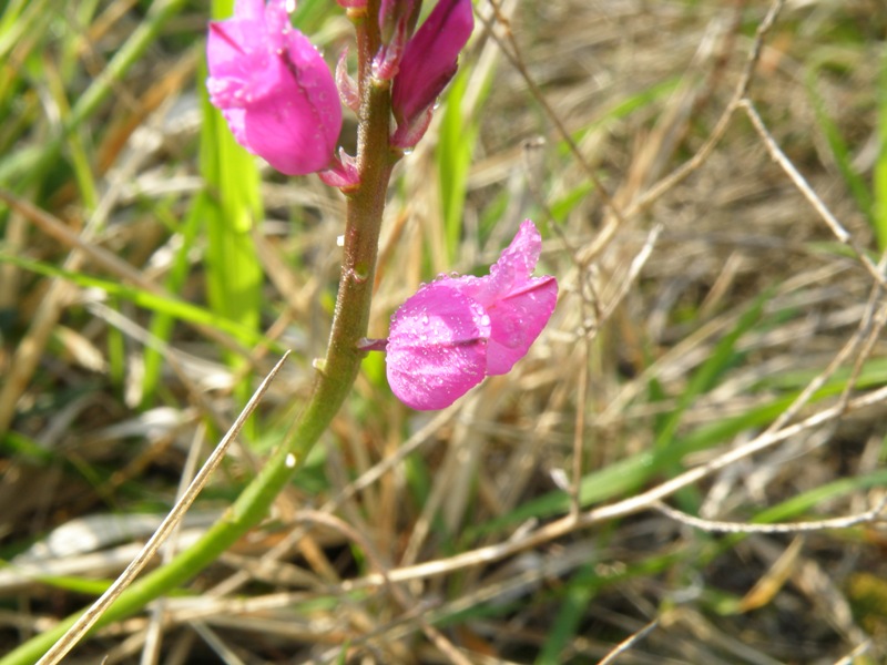 Polygala nicaeensis / Poligala di Nizza